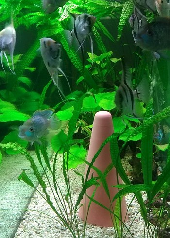  Beden ANUBIAS AKVARYUM BİTKİSİ