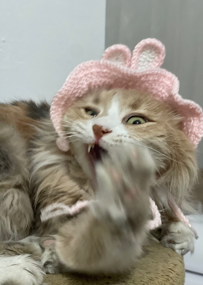 KEDİ ŞAPKALARI - Görsel 4