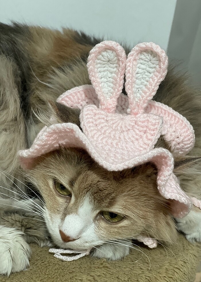 KEDİ ŞAPKALARI - Görsel 5