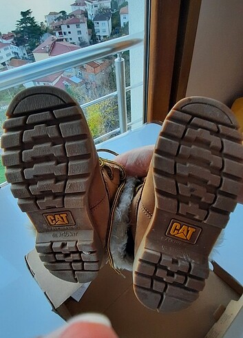 31 Beden CAT BOT