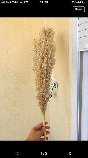 Pampas