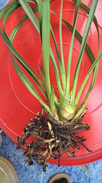 Beden pembe Renk Cibidium orkide ve taylat dikenler tacı büyük çiçekli kirmizi