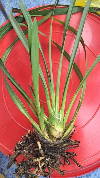 Cibidium orkide ve taylat dikenler tacı  büyük çiçekli kirmizi - Görsel 5