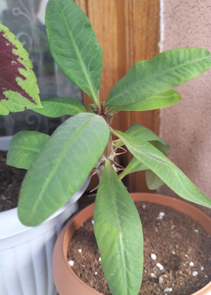 Cibidium orkide ve taylat dikenler tacı  büyük çiçekli kirmizi - Görsel 2