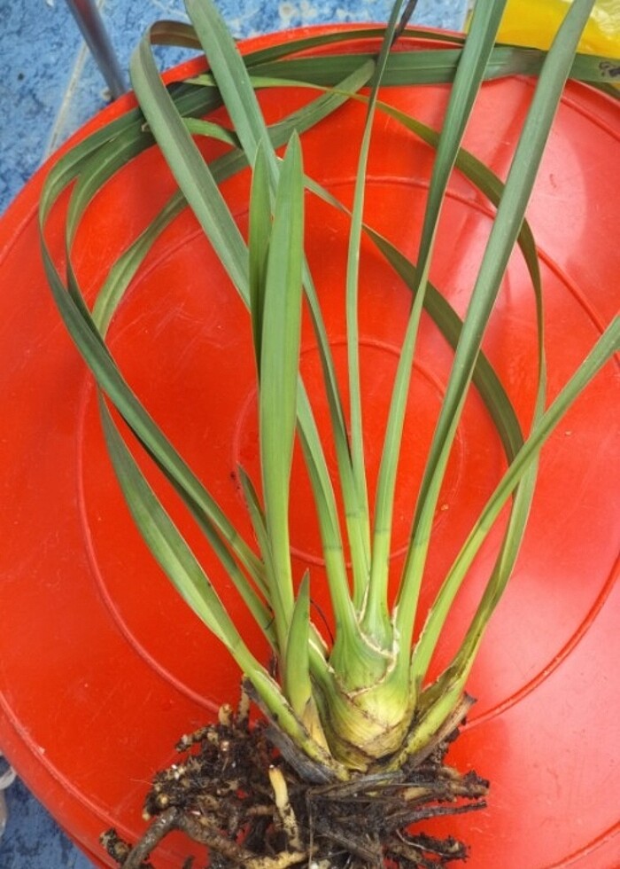 Cibidium orkide ve taylat dikenler tacı  büyük çiçekli kirmizi - Görsel 3