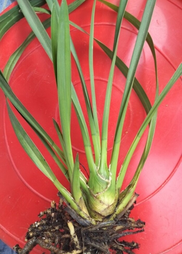 Cibidium orkide ve taylat dikenler tacı  büyük çiçekli kirmizi - Görsel 5