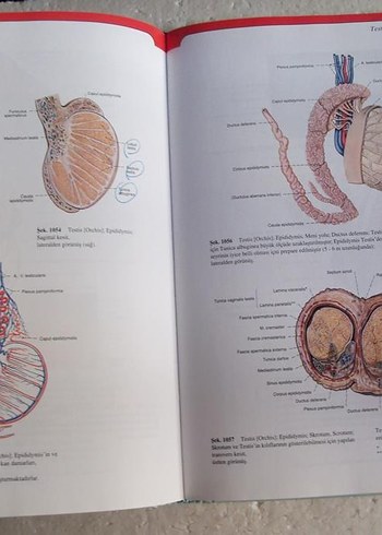 SOBOTTA İNSAN ANATOMİSİ ATLASI 2. CİLT - Görsel 3