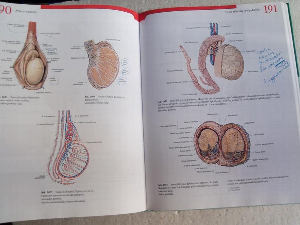 SOBOTTA İNSAN ANATOMİSİ ATLASI 2. CİLT - Görsel 3