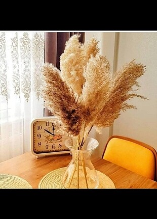 Beden Pampas tanesi 1 tl