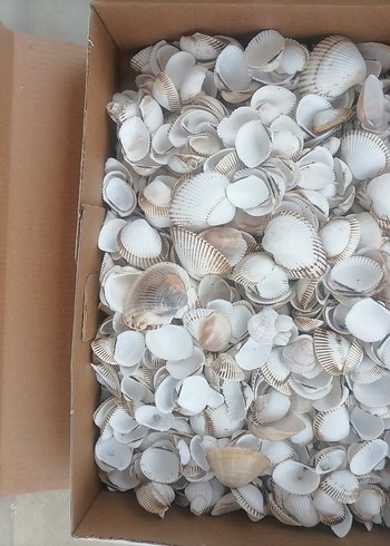 Ikea Beyaz Doğal Deniz Kabukları