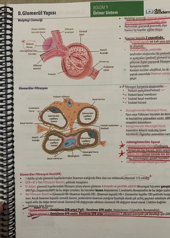 Fizyoloji, Histoloji & Embriyoloji Konu Kitabı - Görsel 3