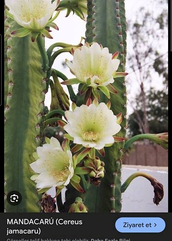 Ikea 32 cm cereus kaktüs
