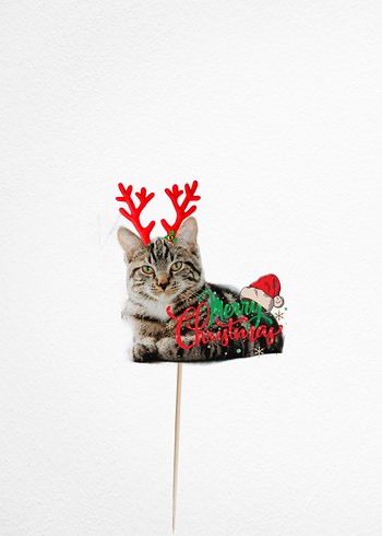 Evcil Hayvanlar İçin Cupcake Süslemeleri Yılbaşı Doğum Günü - Görsel 2