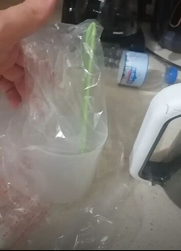 Beden beyaz Renk Philips Avent buharlı pişirici