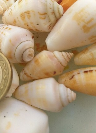 1 kilo 1 liradan büyük ve karışık deniz kabuğu 