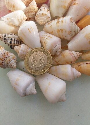 Beden Renk 1 kilo 1 liradan büyük ve karışık deniz kabuğu