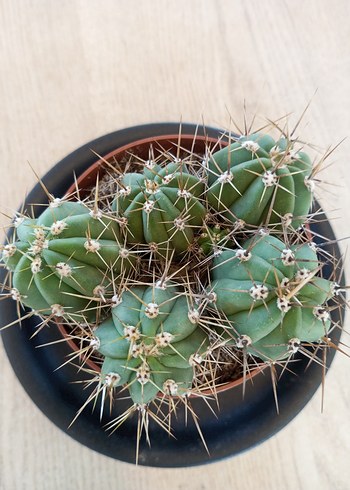 Kaktüs