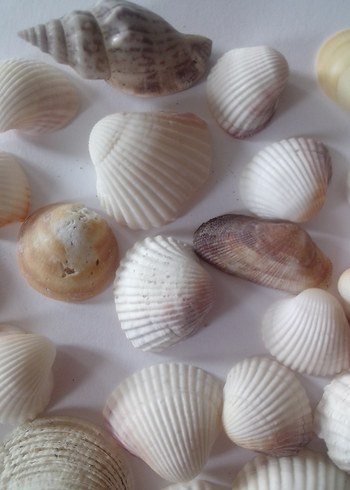 Beyaz Doğal Deniz Kabukları 60 adet - Görsel 3