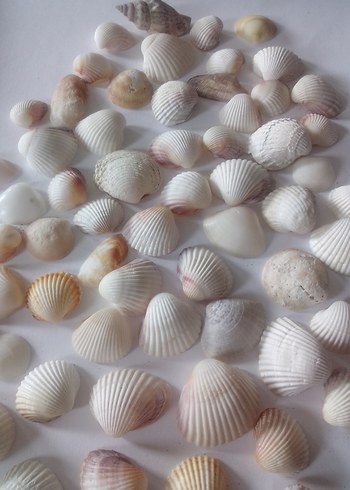 Beyaz Doğal Deniz Kabukları 60 adet - Görsel 5