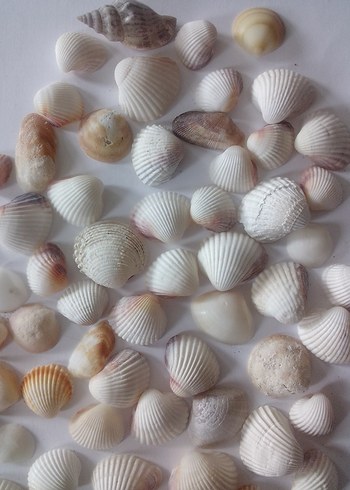 Beyaz Doğal Deniz Kabukları 60 adet - Görsel 7