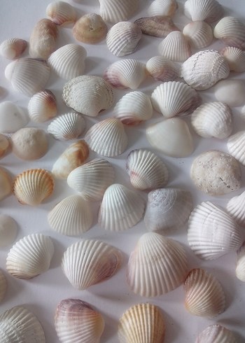 Beyaz Doğal Deniz Kabukları 60 adet - Görsel 6