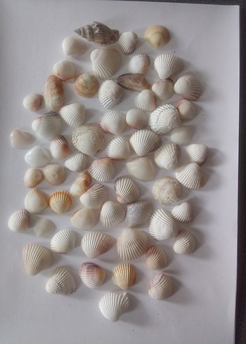 Beyaz Doğal Deniz Kabukları 60 adet - Görsel 8