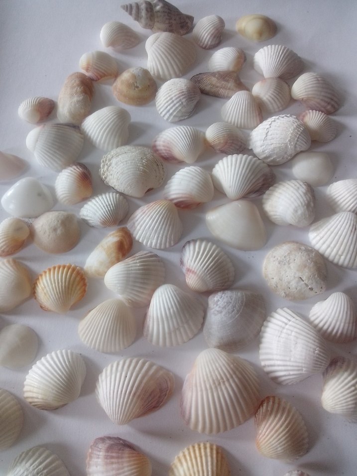 Beyaz Doğal Deniz Kabukları 60 adet - Görsel 5