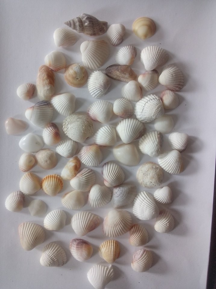 Beyaz Doğal Deniz Kabukları 60 adet - Görsel 4