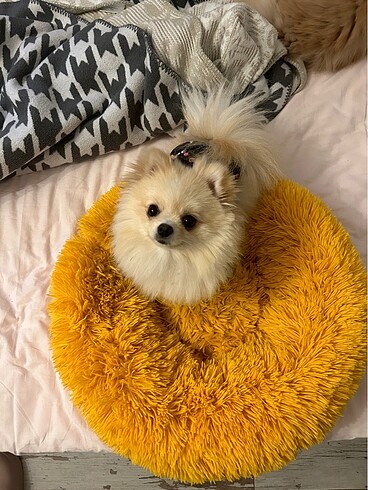 Köpek yatağı