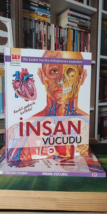İnsan Vücudu 