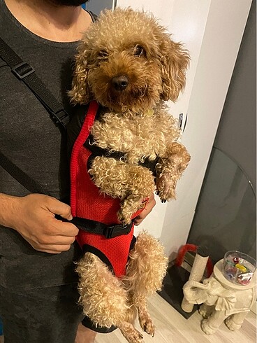 Köpek kedi ana kucağı