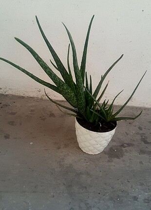 Aloe Vera Bitki