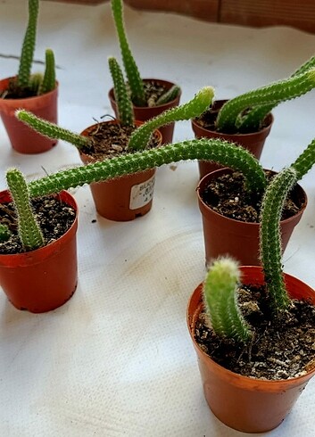  Beden pembe Renk Yılan Kaktüs/ Echinopsis chamaecereus