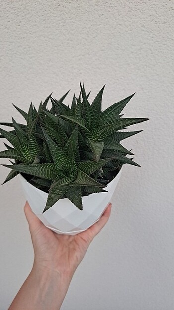 Haworthia 