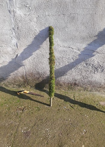 bitki destek cubugu  yosun sopasi - Görsel 2