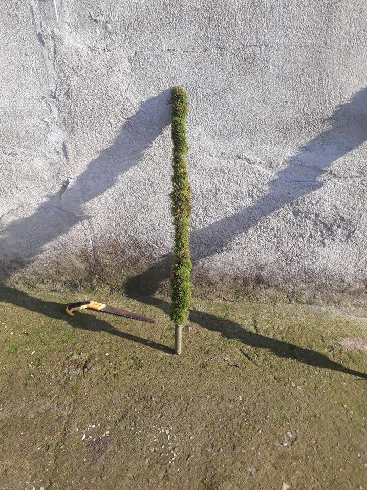 bitki destek cubugu  yosun sopasi - Görsel 2