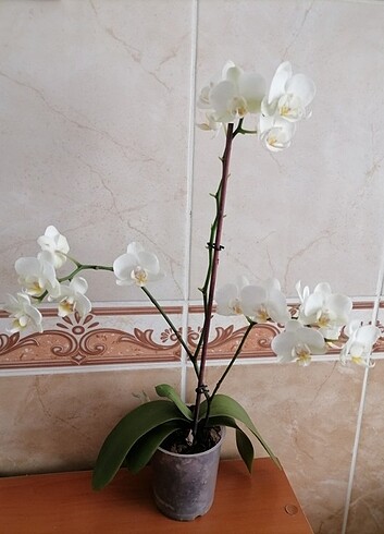 diğer Beden beyaz Renk Orkide 