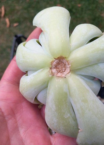 Çiçek Bej Pastel Sukulent Saksıda