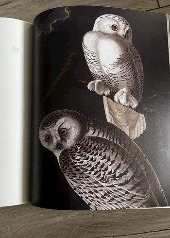 Harry Potter: A History of Magic Kitabı - Görsel 8