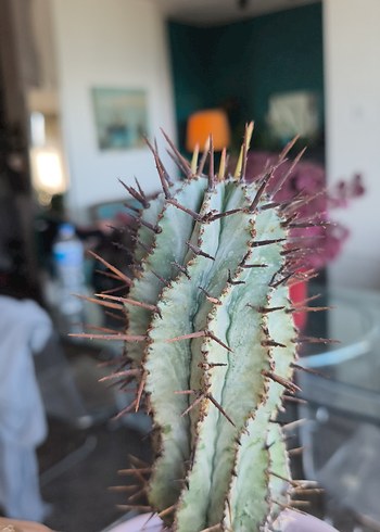 Çiçek Pastel Pembe Saksıda Kaktüs Dekoru