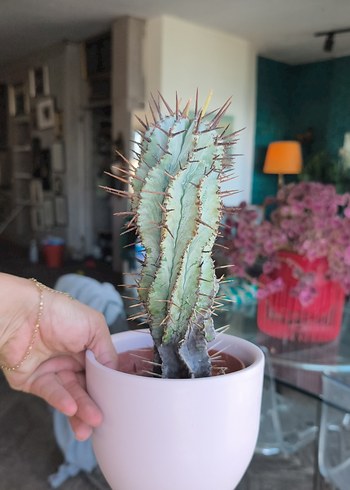 Pastel Pembe Saksıda Kaktüs Dekoru