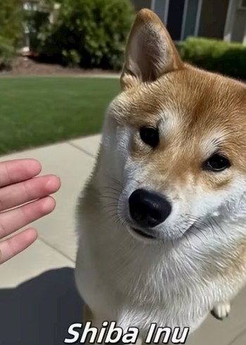 Sevimli Köpek Figürlü Anahtarlıklar - Görsel 5