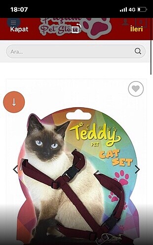 Kedi göğüs tasma