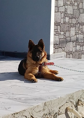 kırmızı Köpek Göğüs Tasması - Görsel 2