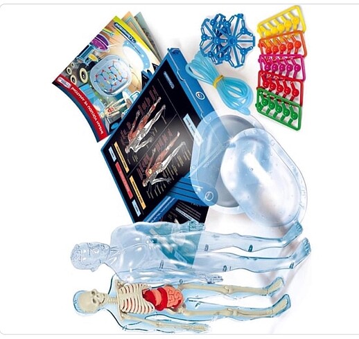 Beden Clementoni İnsan Vücudu Anatomisi.