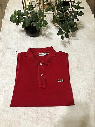 Erkek lacoste