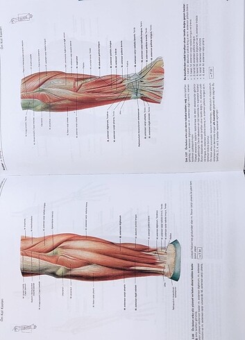  Beden Renk Sobotta Anatomi Atlası