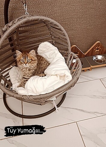 Kedi salıncağı 