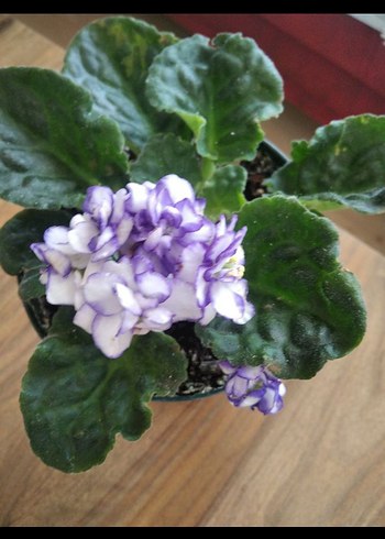 menekşe özel tür - Görsel 5