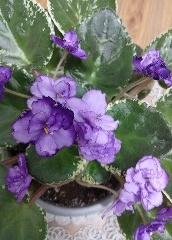 menekşe özel tür - Görsel 3